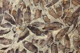 Fossil Fish (Gosiutichthys) Mortality Plate - Lake Gosiute #130100-2